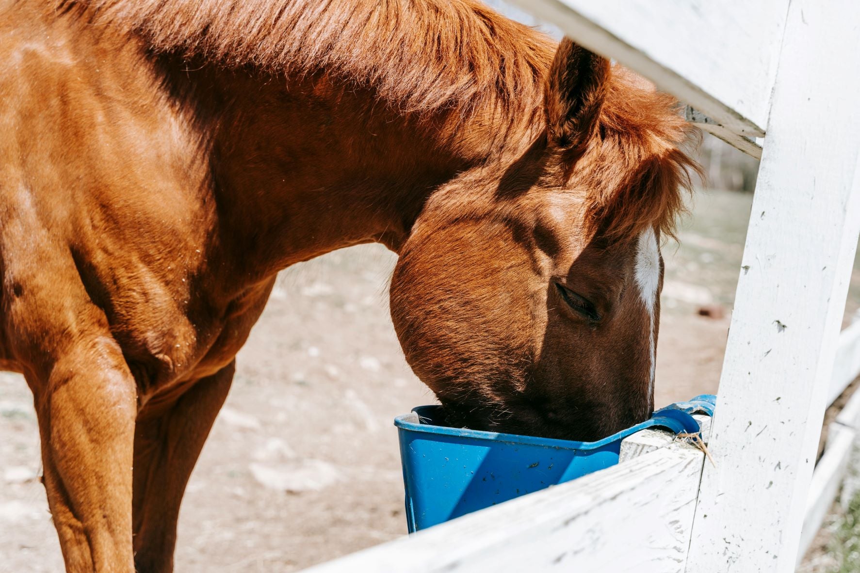 Streamline Your Horse's Nutrition: The Benefits of Using Feeding Bags for Equine Care