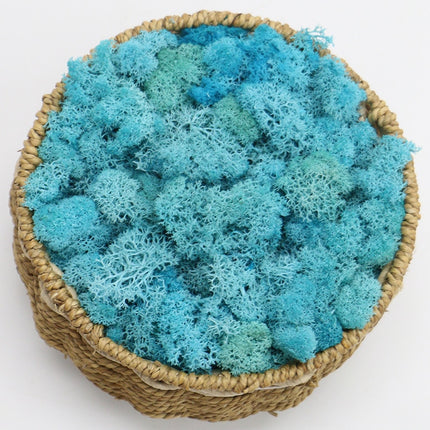 Artificial Eternal Life Moss - Wnkrs