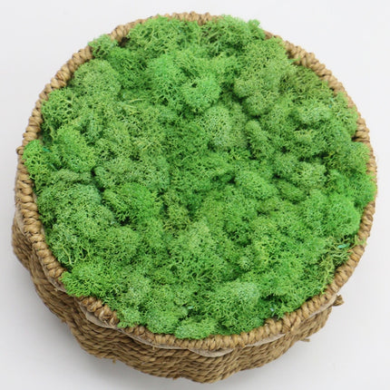 Artificial Eternal Life Moss - Wnkrs