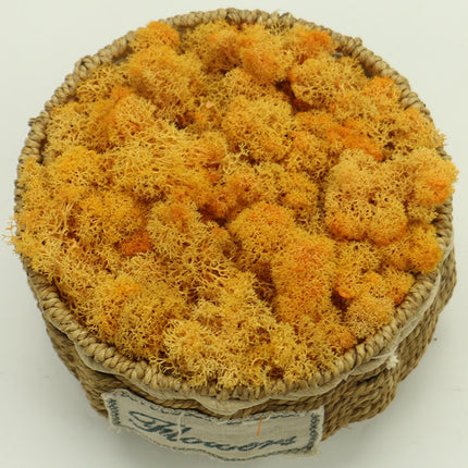 Artificial Eternal Life Moss - Wnkrs