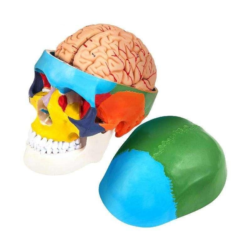 1:1 Detachable 8 Parts Human-Skull Model