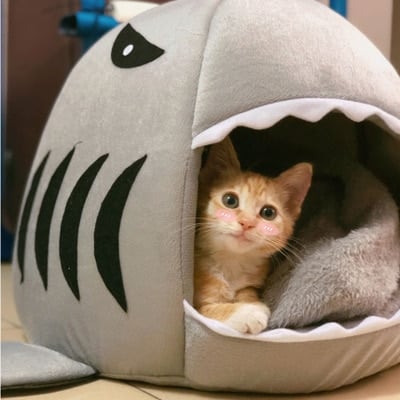 Cute Shark Shaped House