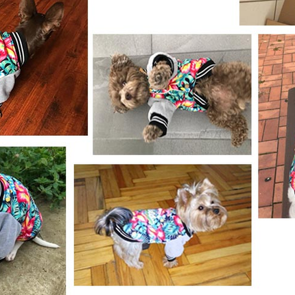 Fancy Jacket for Small Dogs - wnkrs
