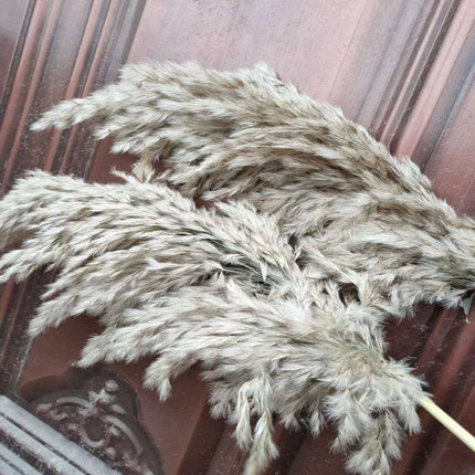 Set of Natural Dried Pampas Grass Bunches - wnkrs