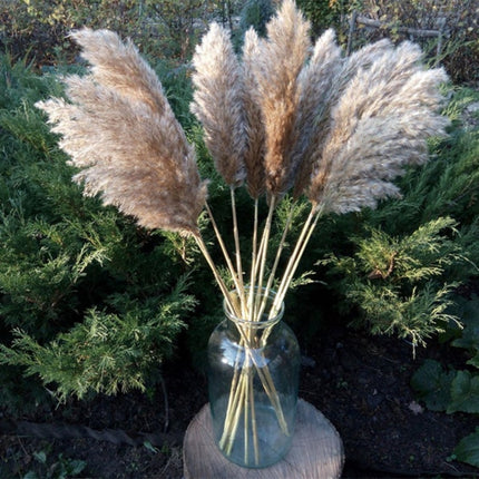 Set of Natural Dried Pampas Grass Bunches - wnkrs