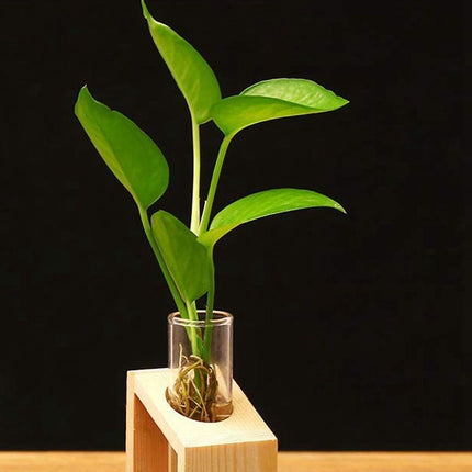 Test Tube in Wooden Stand Flower Pot - wnkrs