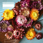 colorful-chrysanthem