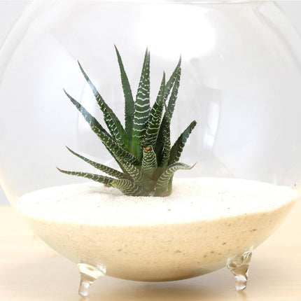 Clear Ball Glass Vase - wnkrs