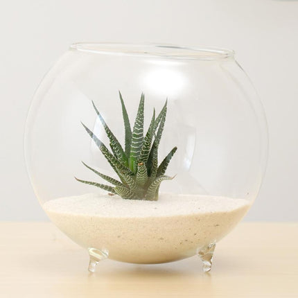 Clear Ball Glass Vase - wnkrs