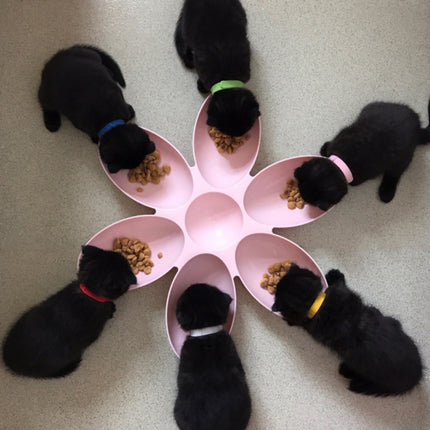 6 in 1 Feeding Bowl - wnkrs