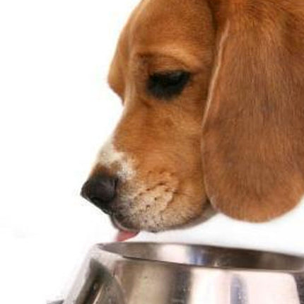 Pet Stainless Steel Bowl with Anti-Slip Pad - wnkrs