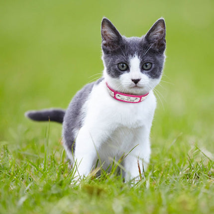 Pet Personalized Leather Collar - wnkrs