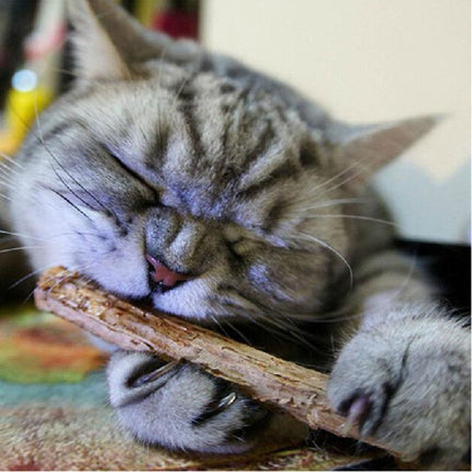 Catnip Teeth Brushing Sticks for Cat 15 / 20 Pcs Set - wnkrs