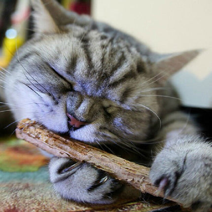 Catnip Teeth Brushing Sticks for Cat - wnkrs