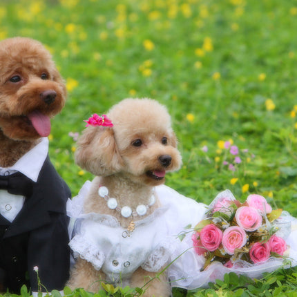 Dogs' Hair Bows with Rubber Bands - wnkrs