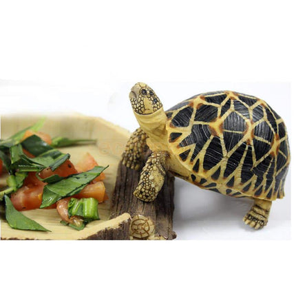 Reptiles & Amphibians Feeding Bowl - wnkrs