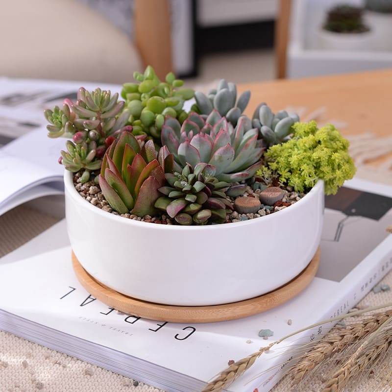 Minimalist White Ceramic Plant Pot with Bamboo Tray