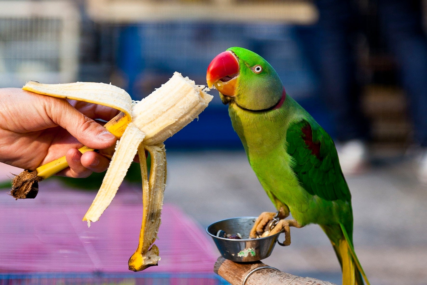 What do parrots eat? Dos and Don’ts