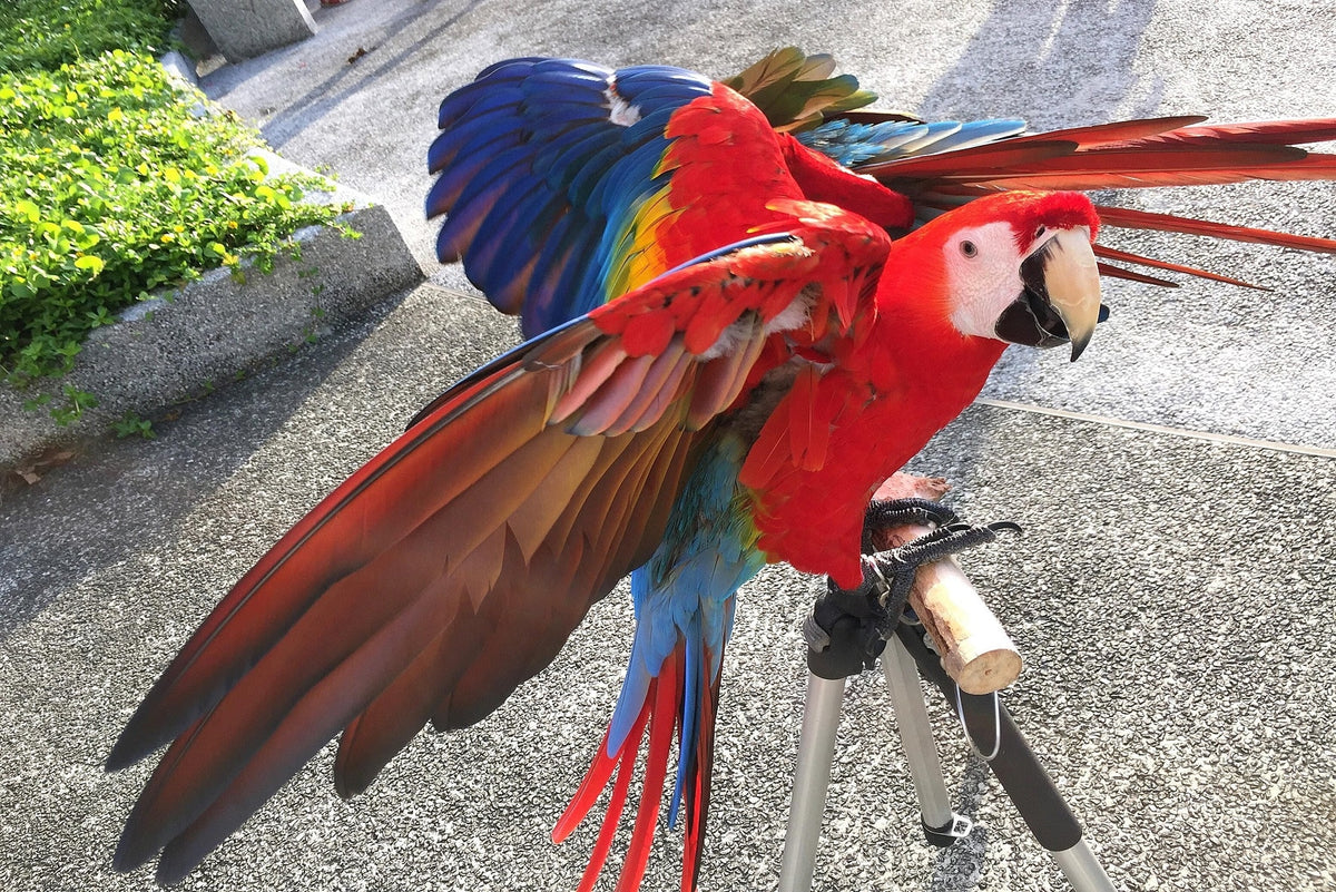 How to Stop Unhealthy Feather Plucking Behavior