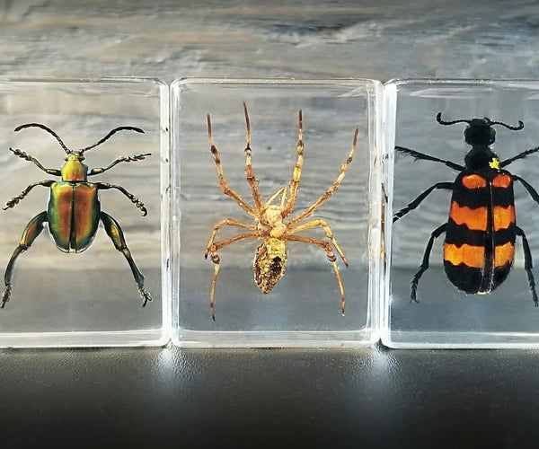 How to Make an Insect Collection? – Wnkrs