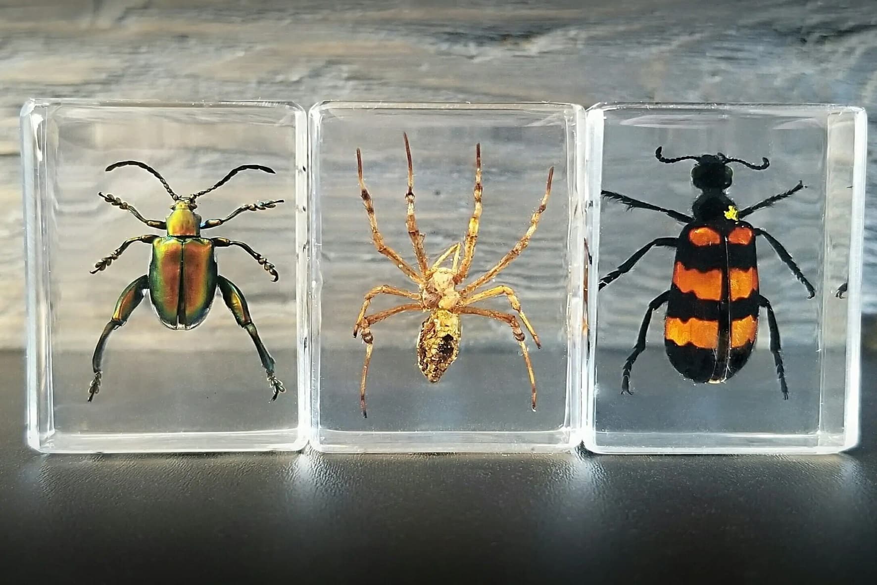 How to Make an Insect Collection