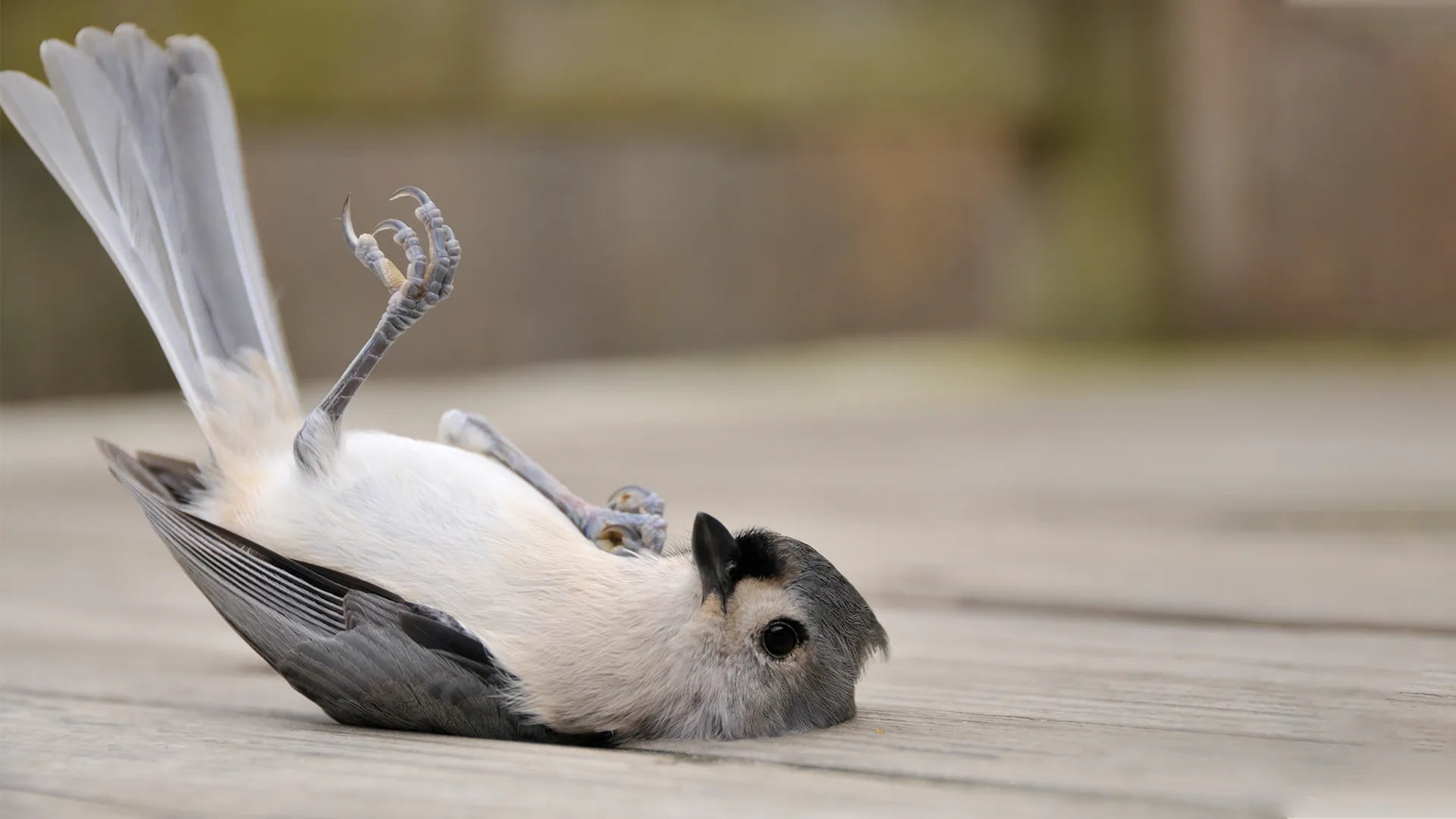 How to Rescue a Trapped Bird
