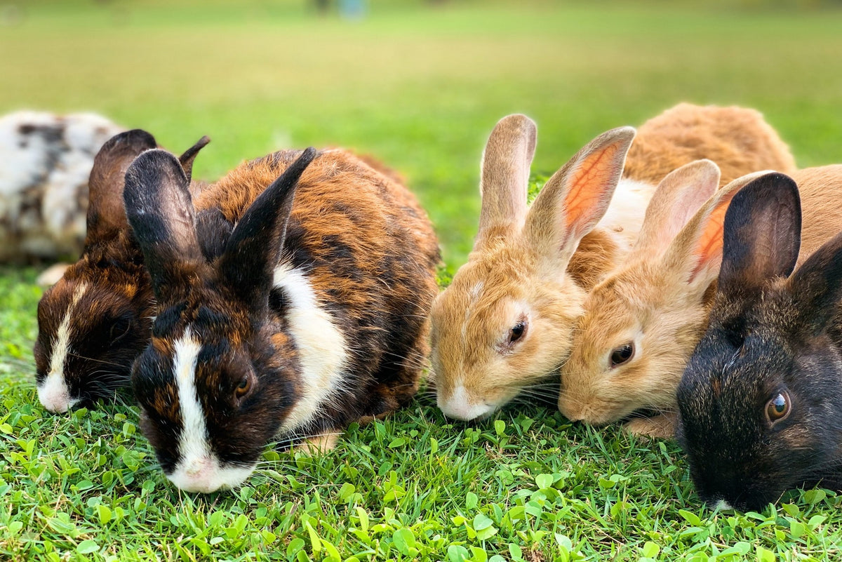 Give your rabbit plenty of exercise