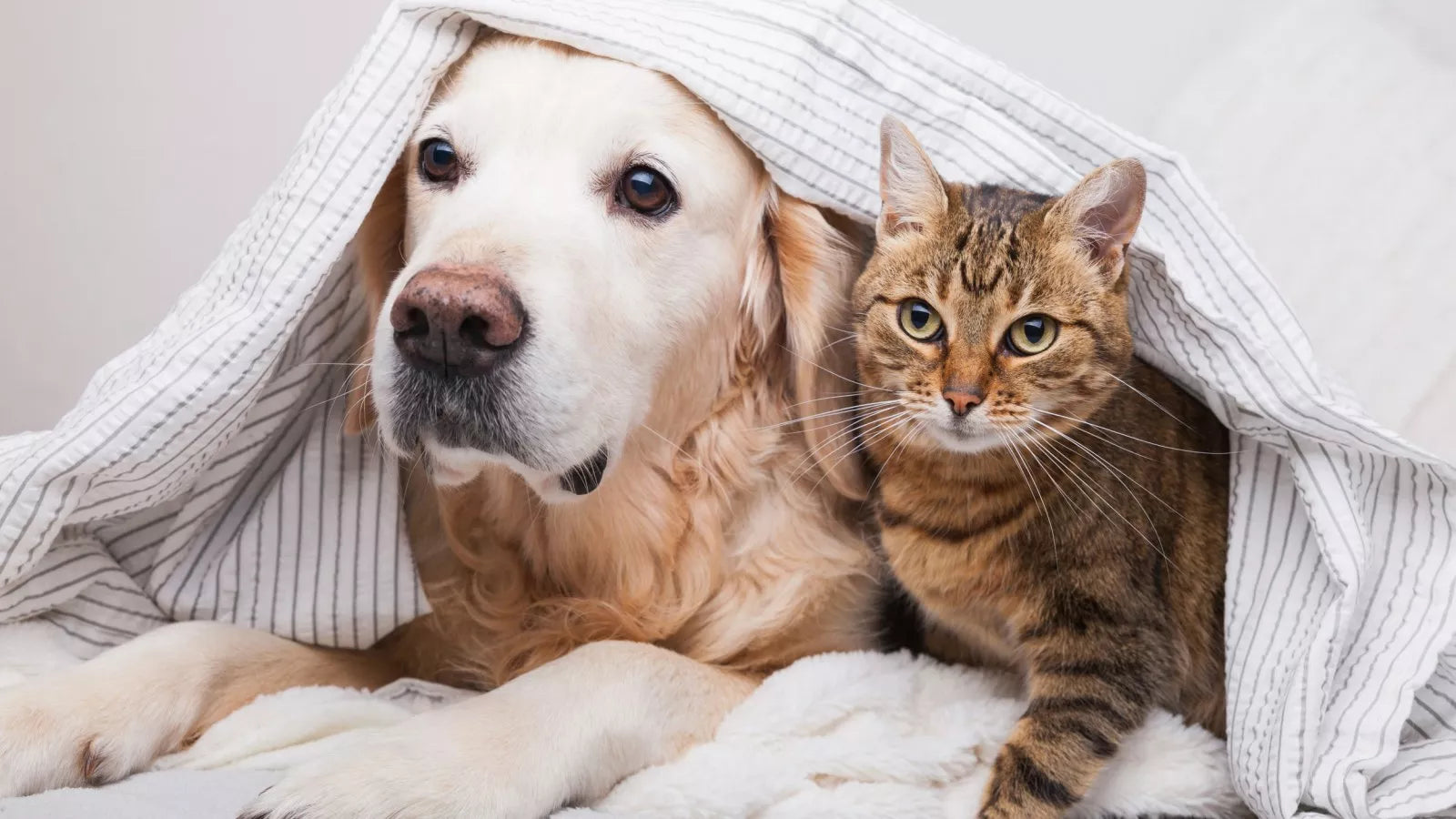 7 Ways to Get a Dog and Cat to Coexist