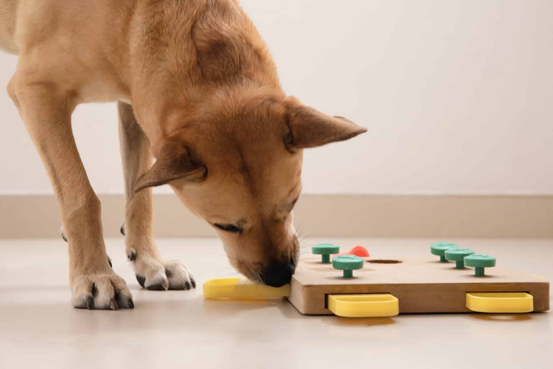 Dog Toys: How to Pick the Best and Safest