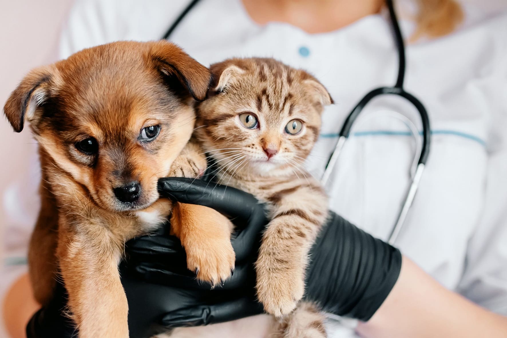Pet Insurance for Routine Care