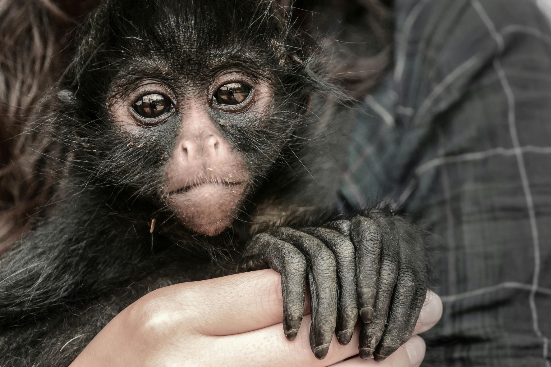 Do Monkeys Make Good Pets? What to Know Before Bringing One Home