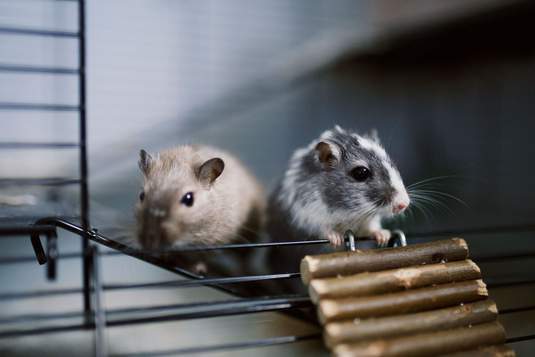 Why Enrichment Is More Important Than Entertainment for Indoor Pets