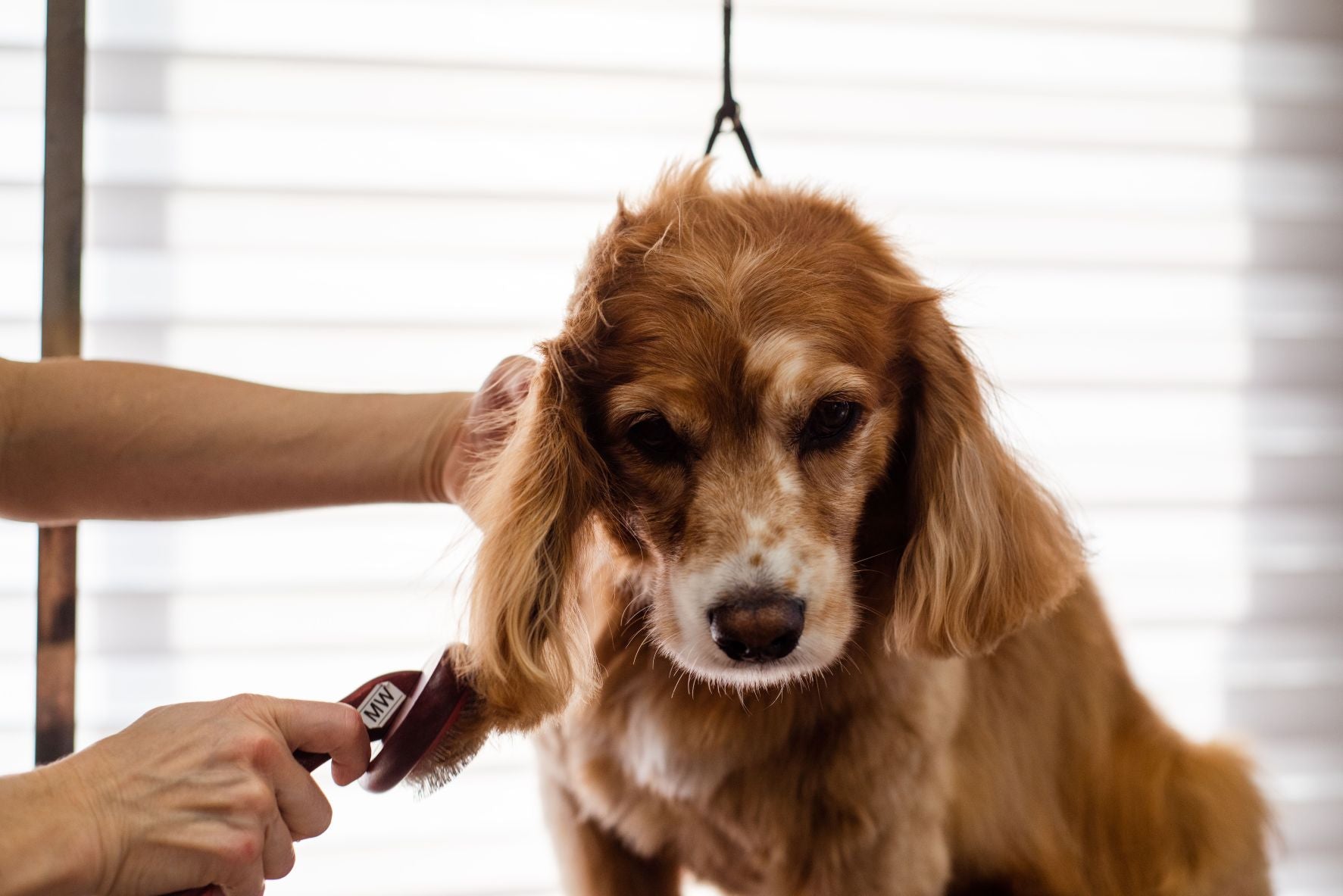 The Grooming Tool Mistake: Why Using the Wrong Brush Can Damage a Pet's Coat