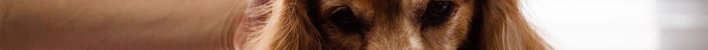 The Grooming Tool Mistake: Why Using the Wrong Brush Can Damage a Pet's Coat