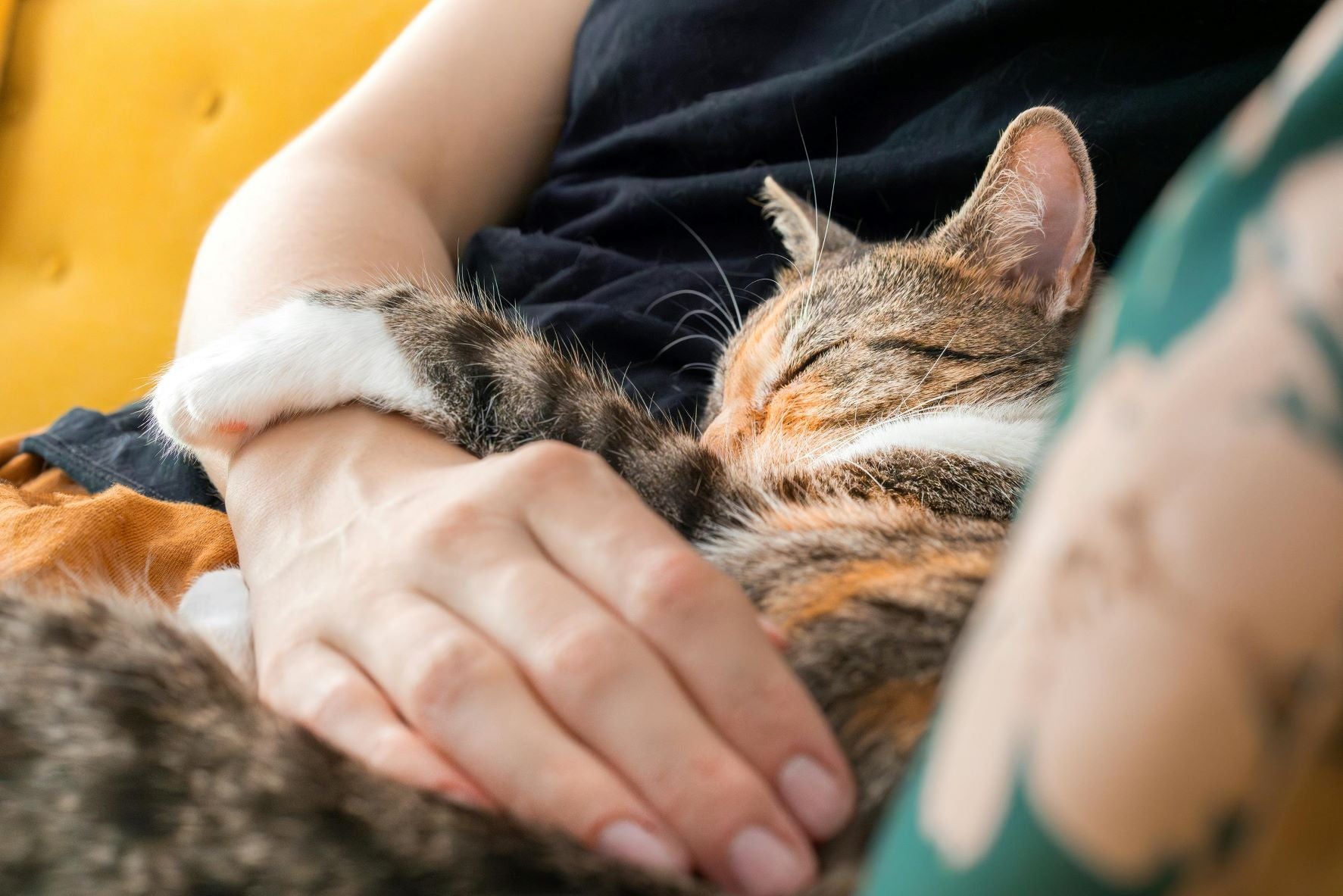 Early Warning Signs: When to Take Your Cat to the Vet for a Health Check