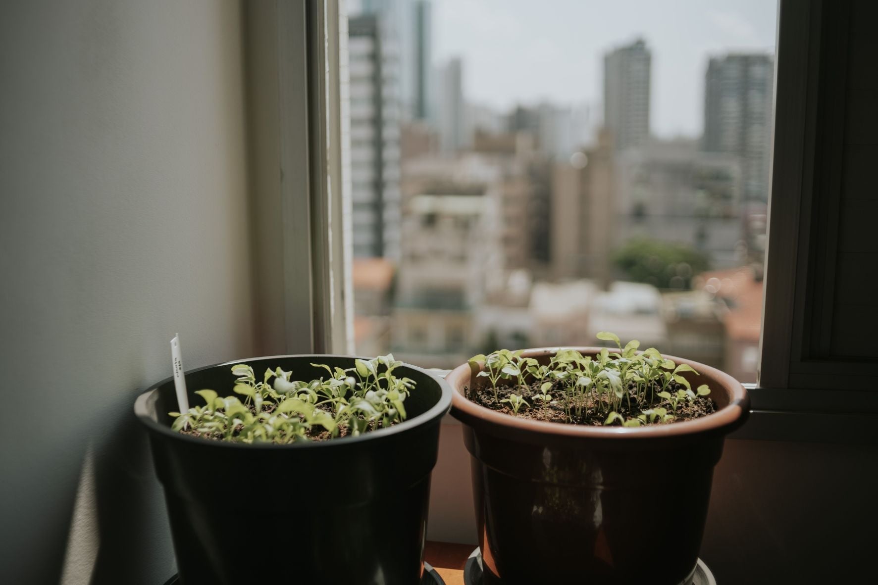 The Rise of Micro-Gardening for Apartment and Urban Living