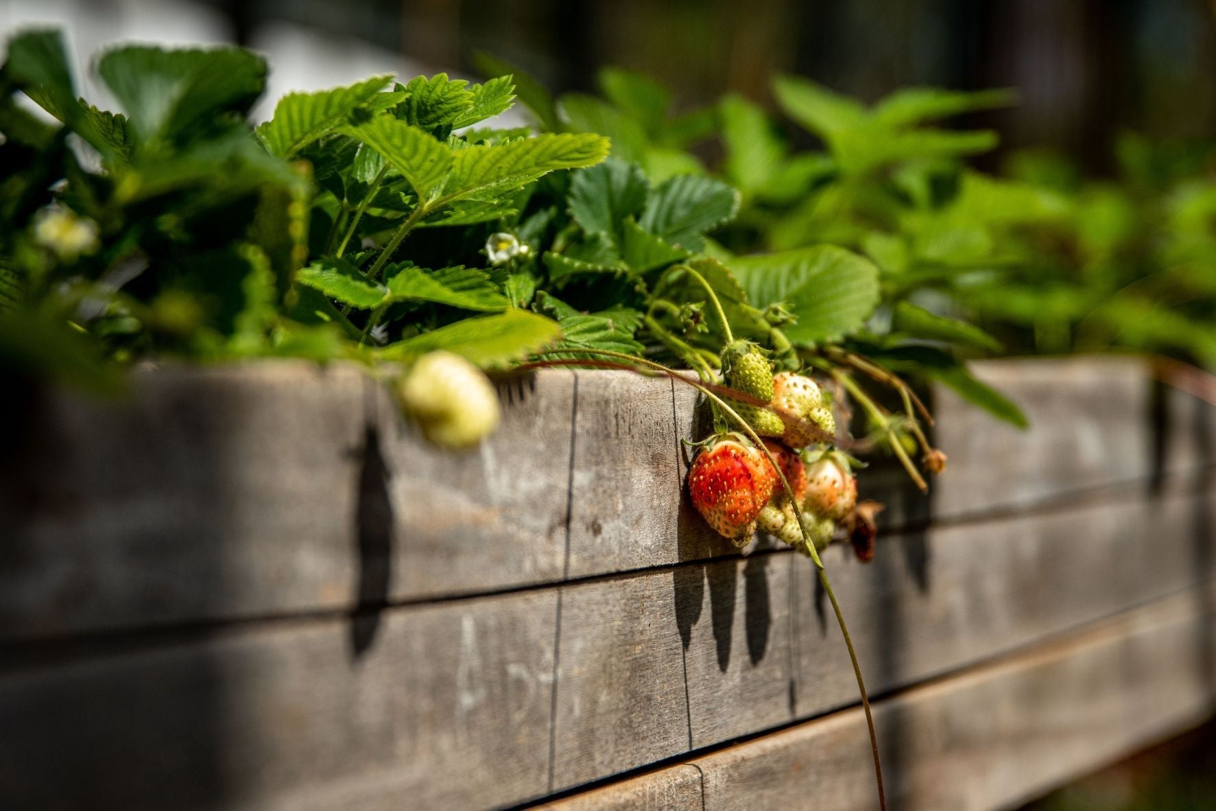 The Rise of Edible Landscaping: Growing Food Without Sacrificing Curb Appeal