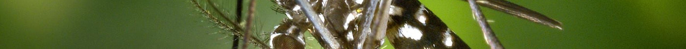Diseases Spread by Mosquitoes: Types, Symptoms, and Prevention Tips