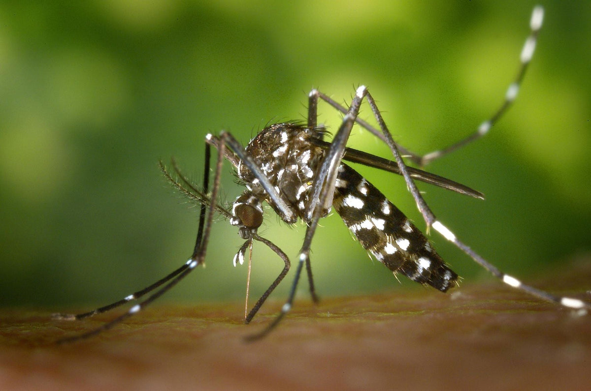 Diseases Spread by Mosquitoes: Types, Symptoms, and Prevention Tips