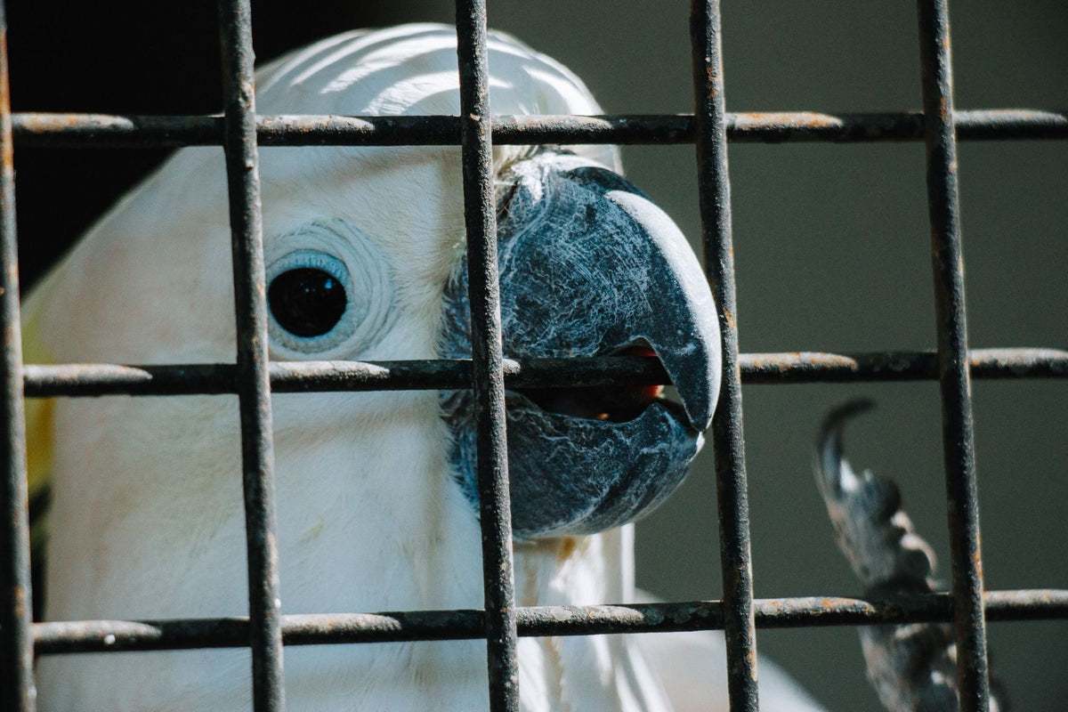 Bird Cage Bar Spacing Explained: Why Size Matters for Different Birds