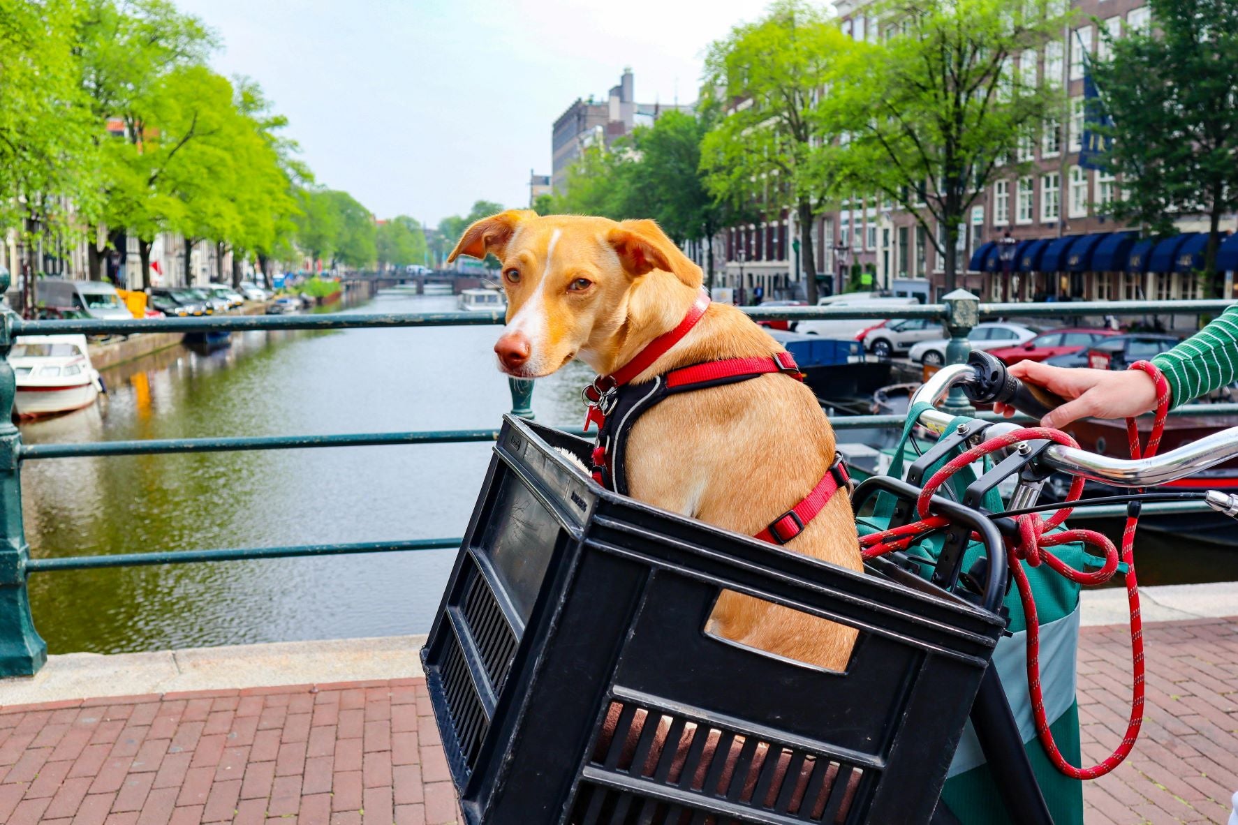 Travel in Style: The Benefits of Portable Shoulder Handbag Dog Carriers