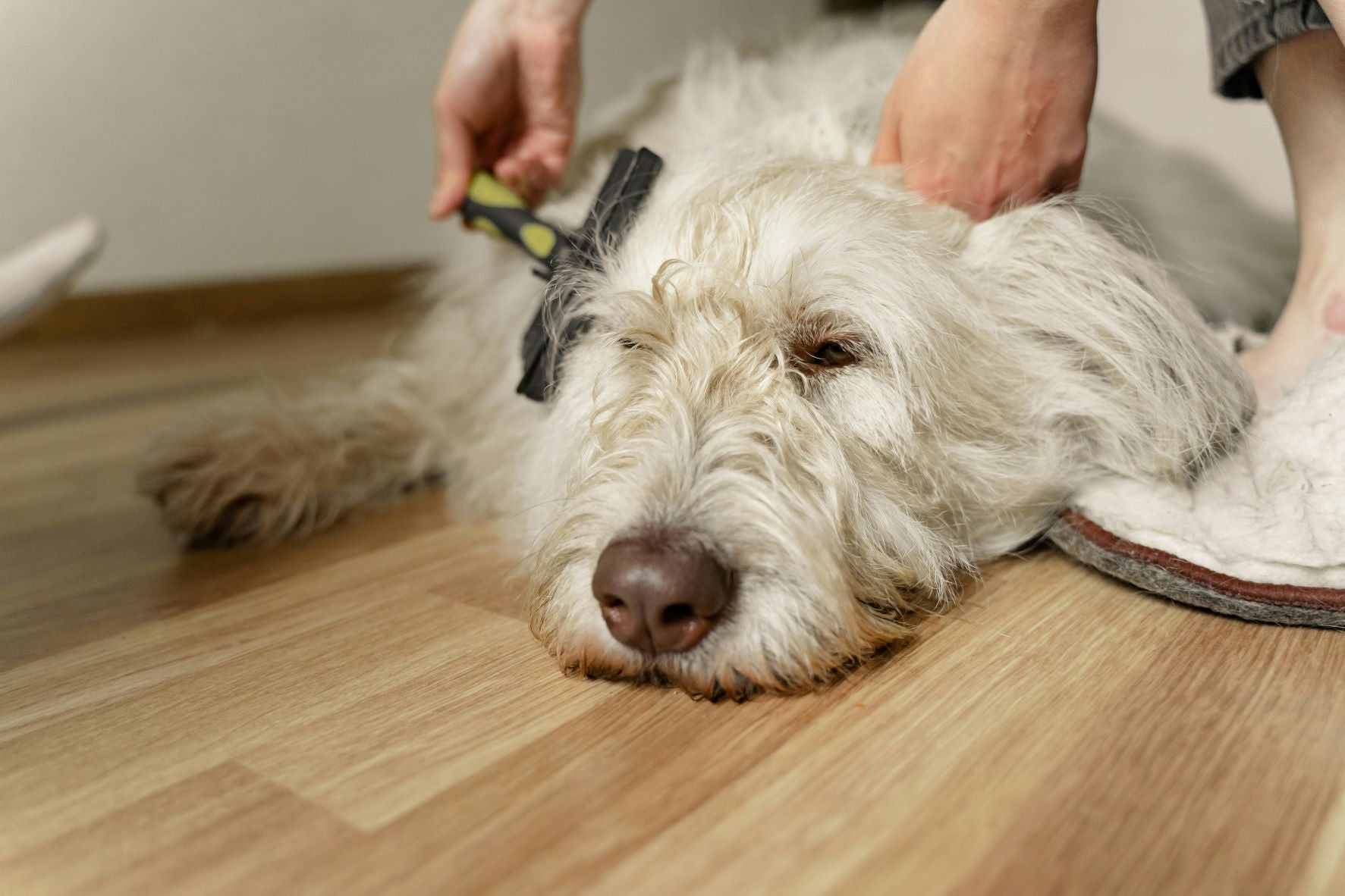 Pamper Your Paws: Crafting the Perfect Pet Grooming Experience with Our Ultimate Tool Kit