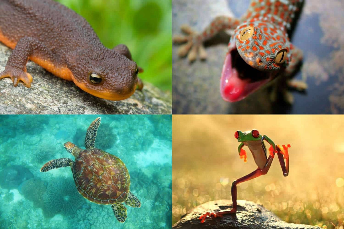 Attract Reptiles and Amphibians to Your Yard