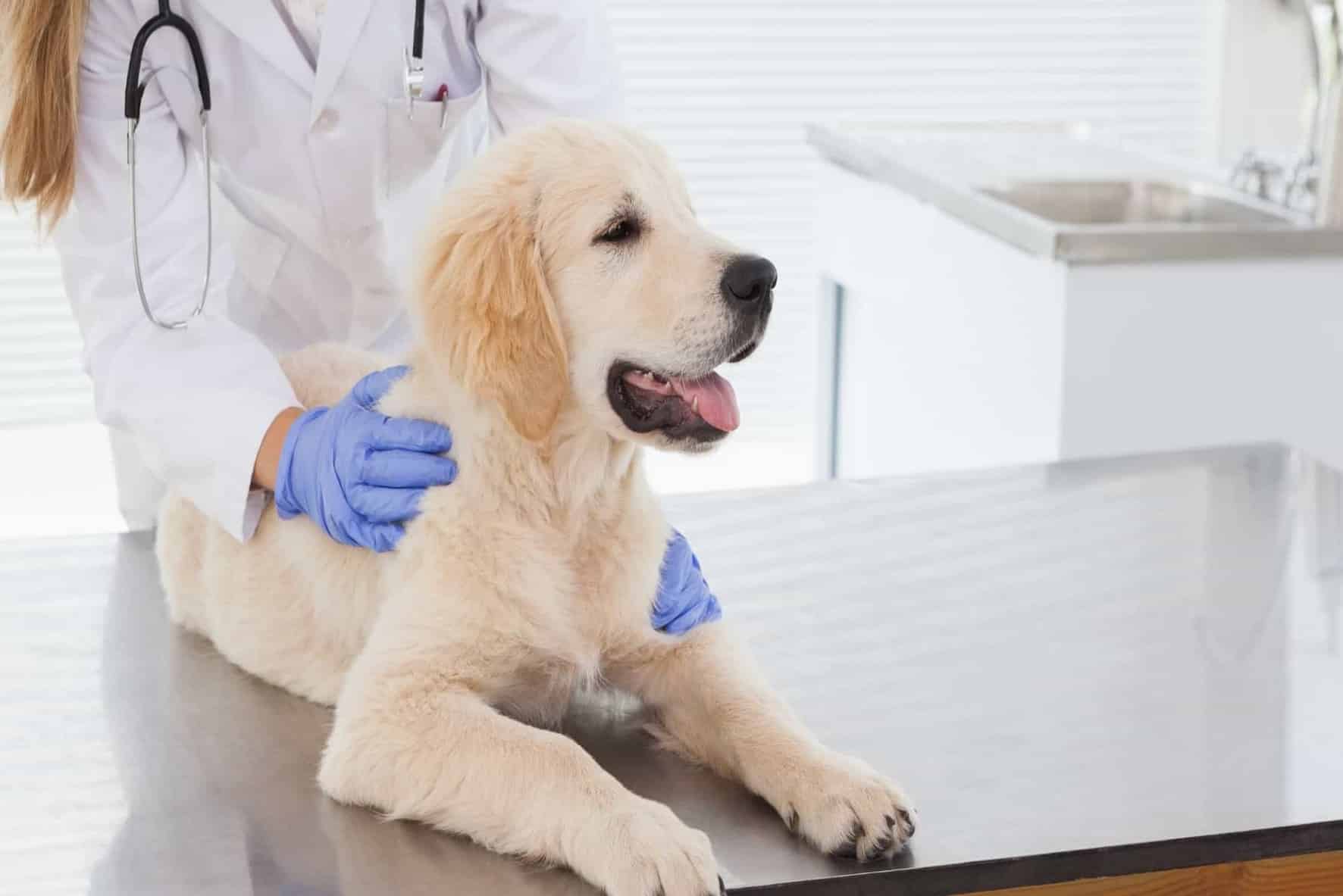 Is Pet Insurance Worth Getting for Your Dog?