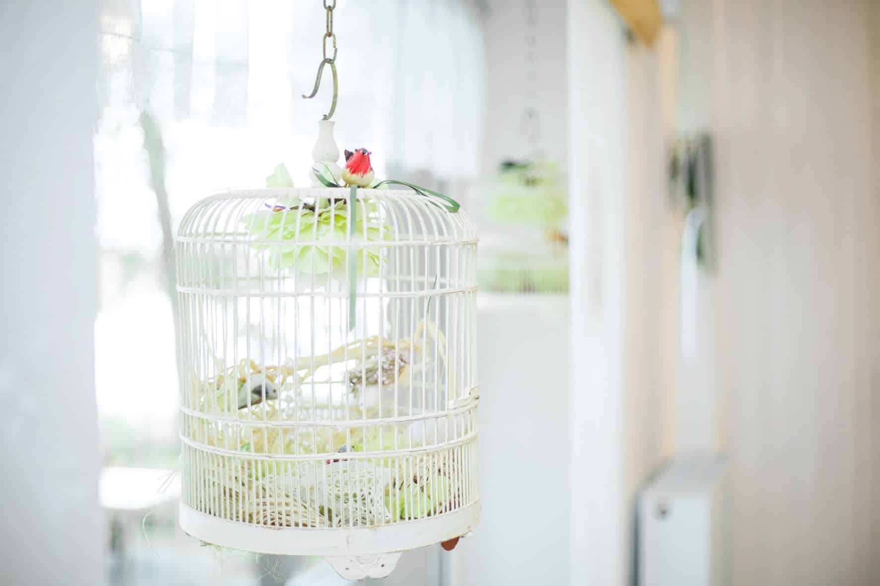 Feathered Friends Essentials: A Comprehensive Guide to Pet Bird Supplies