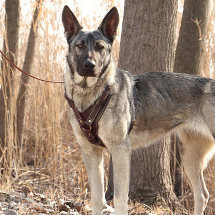 Harnais en cuir véritable pour grands chiens