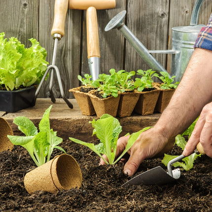 Biodegradable Paper Nursery Pots and Plant Labels Set