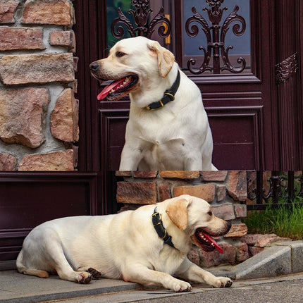 Collar ajustable de cuero auténtico para perros medianos y grandes