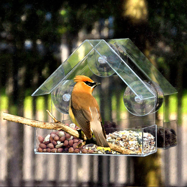 Comedero para pájaros silvestres con ventana