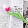 Rosa blanca